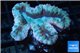 Lobophyllia purple red 4-7 cm WYSIWYG acclimaté