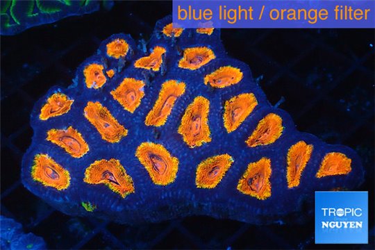 Acanthastrea lordhowensis rainbow 7-10 cm WYSIWYG acclimaté