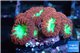 Blastomussa wellsi red green 8-10 polyps WYSIWYG acclimaté