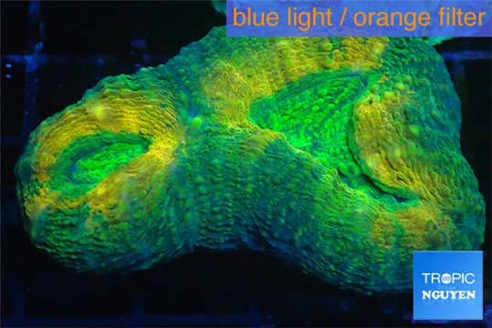 Lobophyllia rainbow 5-8 cm WYSIWYG acclimaté