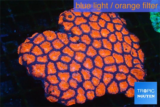 Acanthastrea lordhowensis red 8-12 cm WYSIWYG acclimaté