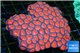 Acanthastrea lordhowensis red 8-12 cm WYSIWYG acclimaté