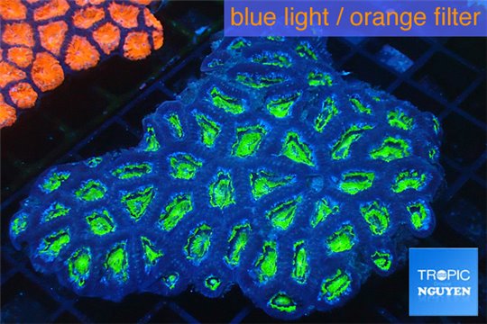 Acanthastrea lordhowensis green 8-12 cm WYSIWYG acclimaté