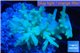 Acropora echinata golden ice fire 3-4 cm WYSIWYG acclimaté