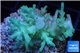 Acropora echinata golden ice fire 3-4 cm WYSIWYG acclimaté