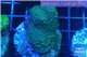 Acropora green purple 3-5 cm WYSIWYG acclimaté