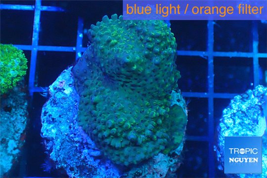 Acropora green purple 3-5 cm WYSIWYG acclimaté