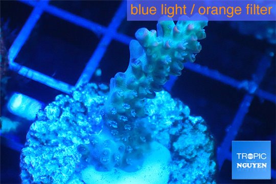 Acropora microclados purple tip Australia 3-5 cm WYSIWYG acclimaté