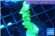 Acropora yellow green Australia 3-5 cm WYSIWYG acclimaté