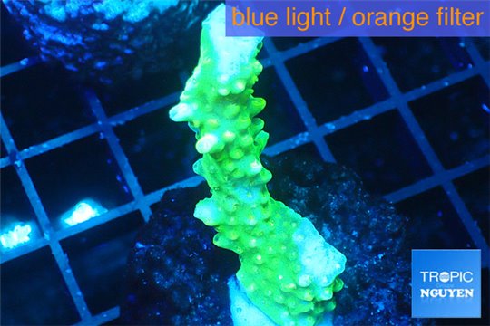 Acropora yellow green Australia 3-5 cm WYSIWYG acclimaté