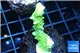 Acropora yellow green Australia 3-5 cm WYSIWYG acclimaté