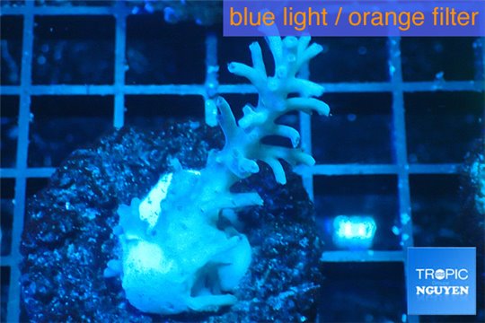 Acropora echinata purple ice fire 3-4 cm WYSIWYG acclimaté