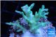 Acropora echinata golden ice fire 2-4 cm WYSIWYG acclimaté