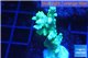 Acropora yellow green Australia 3-4 cm WYSIWYG acclimaté