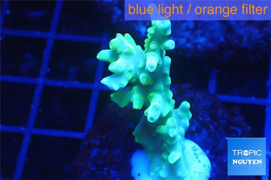 Acropora yellow green Australia 3-4 cm WYSIWYG acclimaté