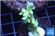 Acropora yellow green Australia 3-4 cm WYSIWYG acclimaté