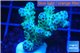 Acropora sarmentosa 3-5 cm WYSIWYG acclimaté