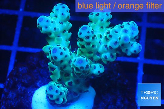 Acropora sarmentosa 3-5 cm WYSIWYG acclimaté