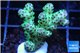 Acropora sarmentosa 3-5 cm WYSIWYG acclimaté