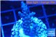 Acropora full blue Australia 2-4 cm WYSIWYG acclimaté