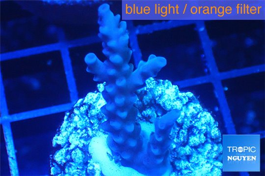 Acropora full blue Australia 2-4 cm WYSIWYG acclimaté