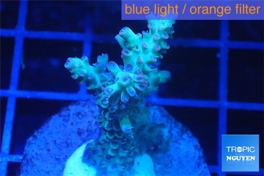 Acropora microclados purple tip Australia 3-5 cm WYSIWYG acclimaté