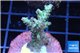 Acropora microclados purple tip Australia 3-5 cm WYSIWYG acclimaté