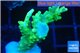 Acropora yellow green Australia 3-4 cm WYSIWYG acclimaté