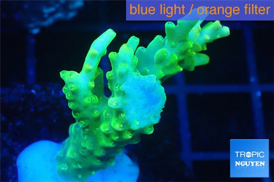 Acropora yellow green Australia 3-4 cm WYSIWYG acclimaté