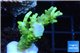 Acropora yellow green Australia 3-4 cm WYSIWYG acclimaté