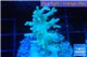 Acropora echinata golden ice fire 2-4 cm WYSIWYG acclimaté