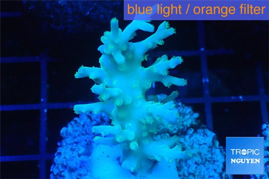 Acropora echinata golden ice fire 2-4 cm WYSIWYG acclimaté