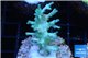 Acropora echinata golden ice fire 2-4 cm WYSIWYG acclimaté