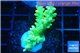 Acropora yellow green Australia 3-5 cm WYSIWYG acclimaté