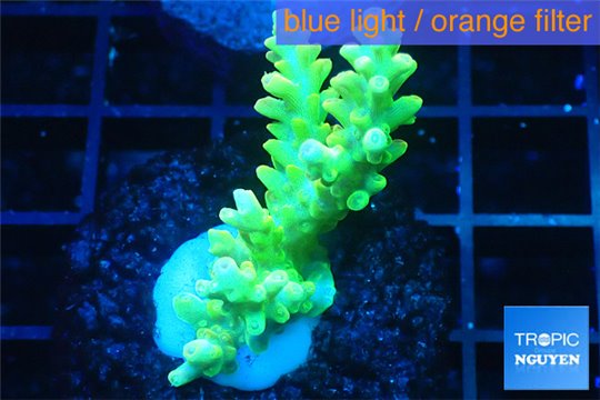 Acropora yellow green Australia 3-5 cm WYSIWYG acclimaté