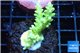 Acropora yellow green Australia 3-5 cm WYSIWYG acclimaté