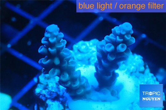 Acropora full blue Australia 2-4 cm WYSIWYG acclimaté