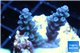 Acropora full blue Australia 2-4 cm WYSIWYG acclimaté