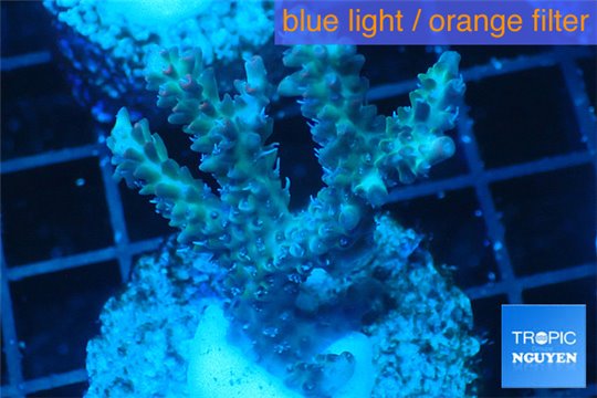 Acropora microclados purple tip Australia 3-5 cm WYSIWYG acclimaté