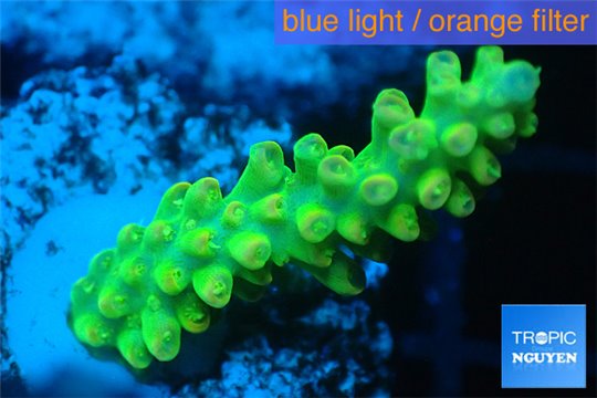 Acropora yellow green Australia 3-5 cm WYSIWYG acclimaté