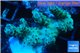 Acropora sarmentosa 3-5 cm WYSIWYG acclimaté