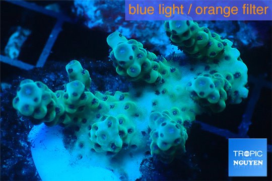 Acropora sarmentosa 3-5 cm WYSIWYG acclimaté