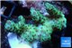 Acropora sarmentosa 3-5 cm WYSIWYG acclimaté