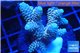 Acropora millepora pink 3-4 cm WYSIWYG acclimaté