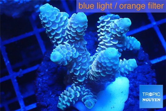 Acropora millepora pink 3-4 cm WYSIWYG acclimaté