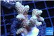 Acropora millepora pink 3-4 cm WYSIWYG acclimaté