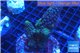 Acropora humilis green 7-10 cm WYSIWYG acclimaté