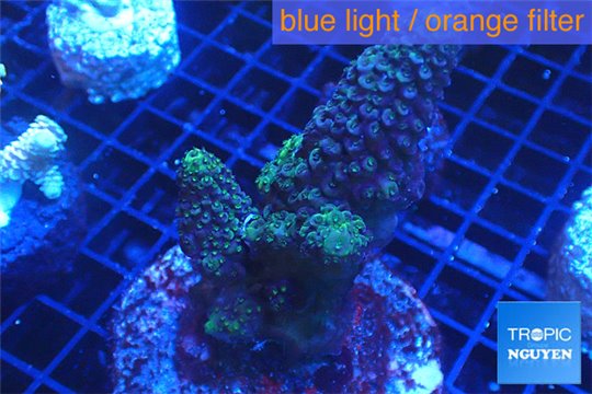 Acropora humilis green 7-10 cm WYSIWYG acclimaté