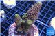 Acropora humilis green 7-10 cm WYSIWYG acclimaté