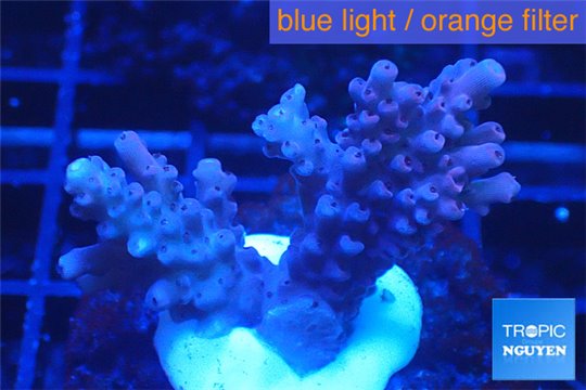 Acropora cherry pop 3-4 cm WYSIWYG acclimaté